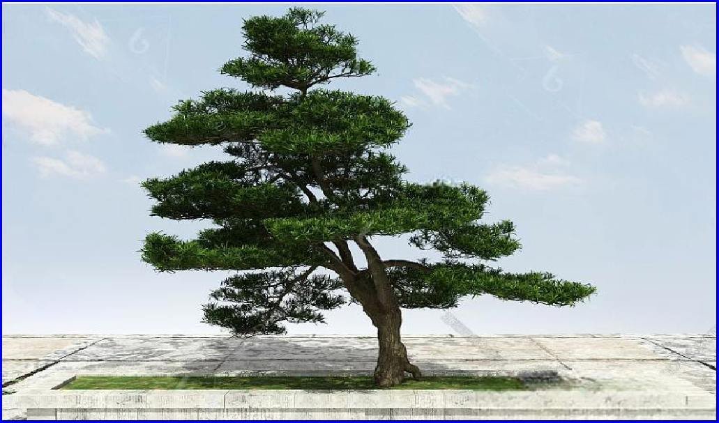 BỘ TÙNG LA HÁN